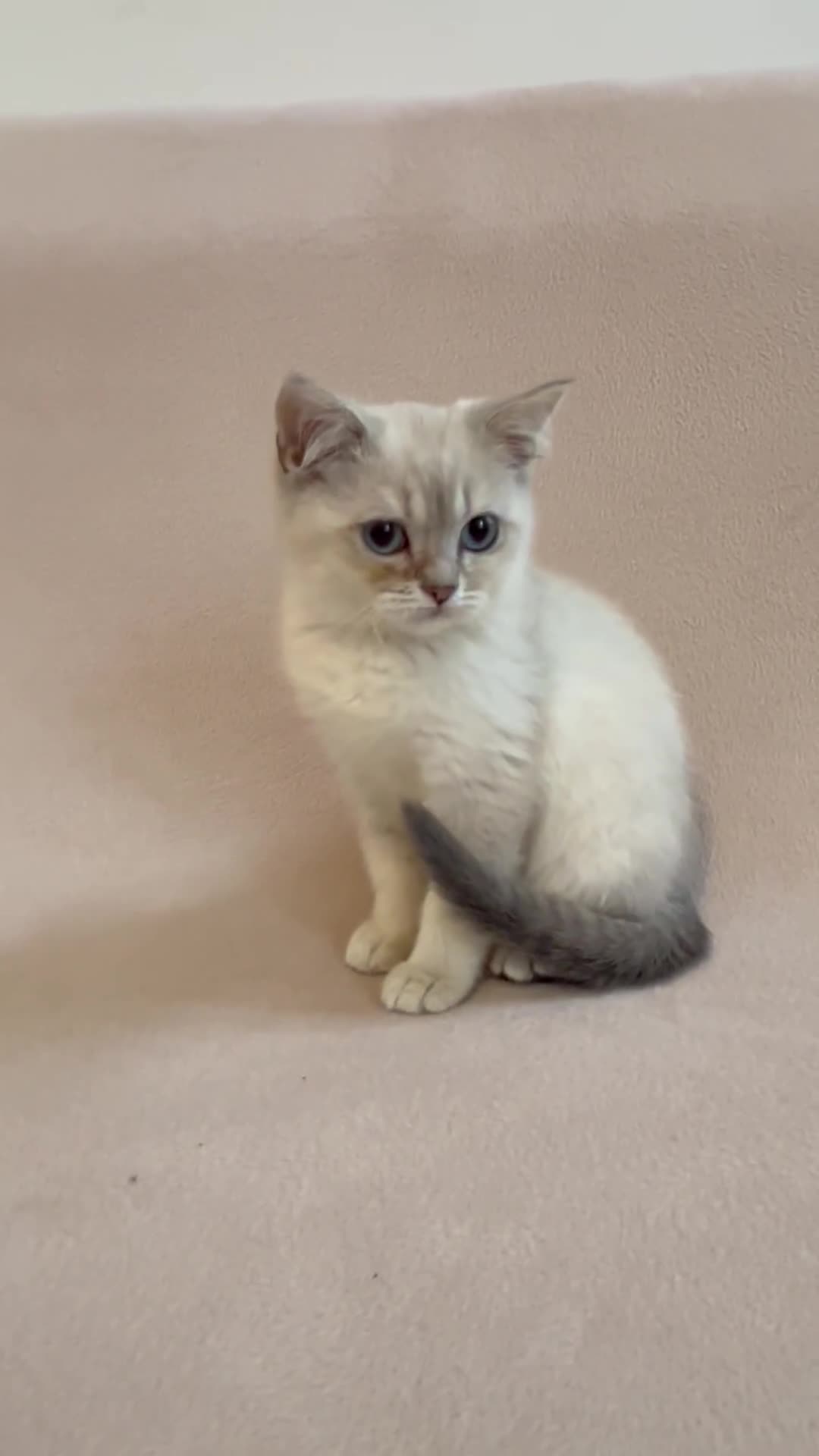 British Shorthair cats for sale: PUREBRED BSH KITTENS SOLD - Video 1