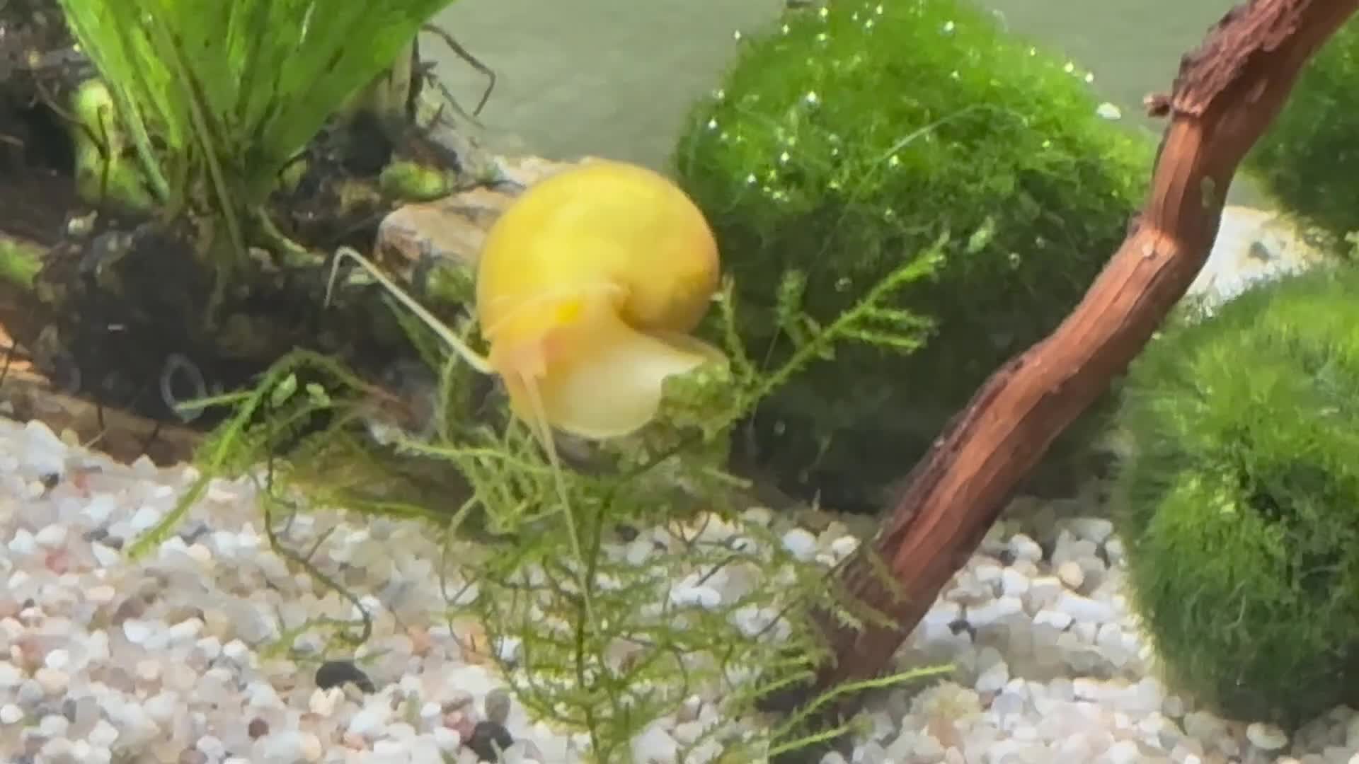 Snails fish for sale: Golden Apple Snails & Moss Balls  - Video 2