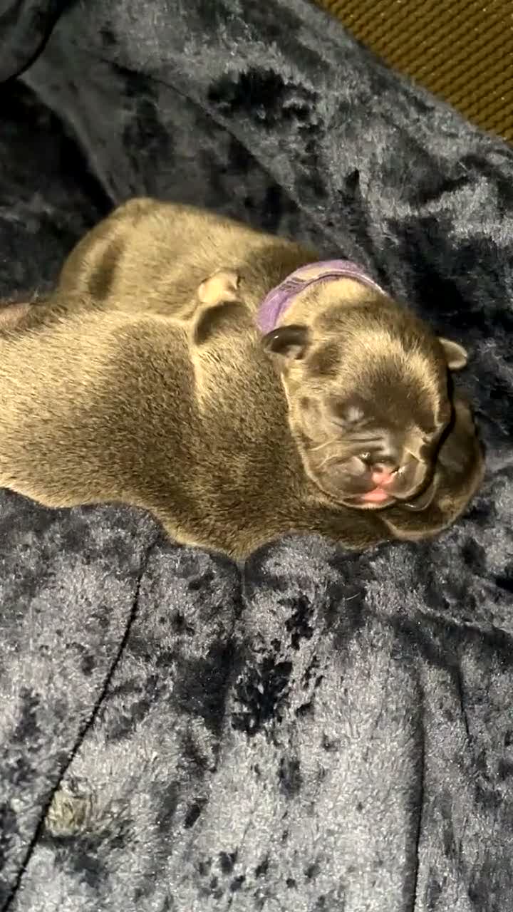French Bulldog dogs for sale: Adorable French Bulldog Puppies Lilac & Tan 3 LEFT - Video 1