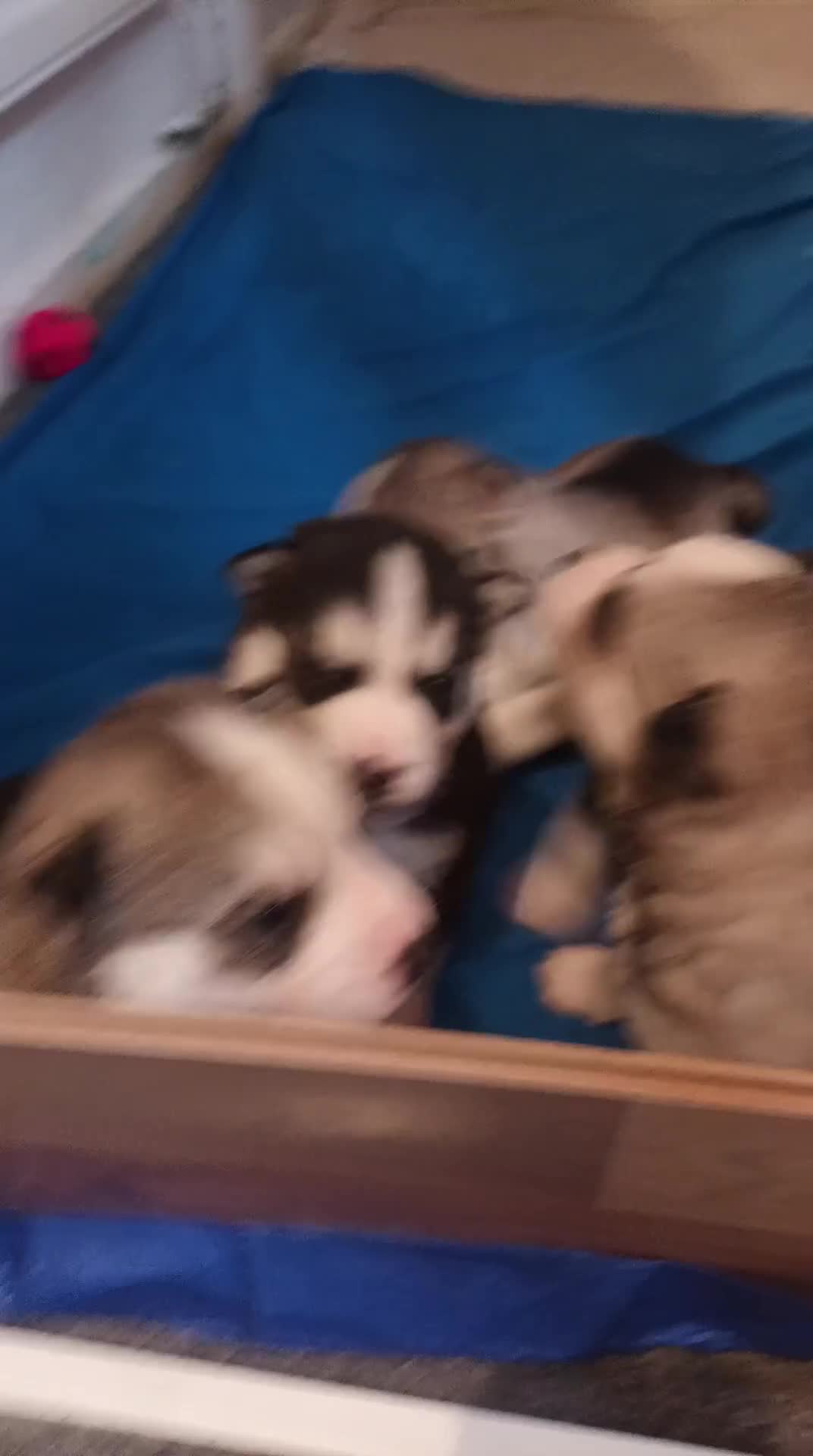 Siberian Husky dogs for sale: Serbian Huskeys  - Video 1