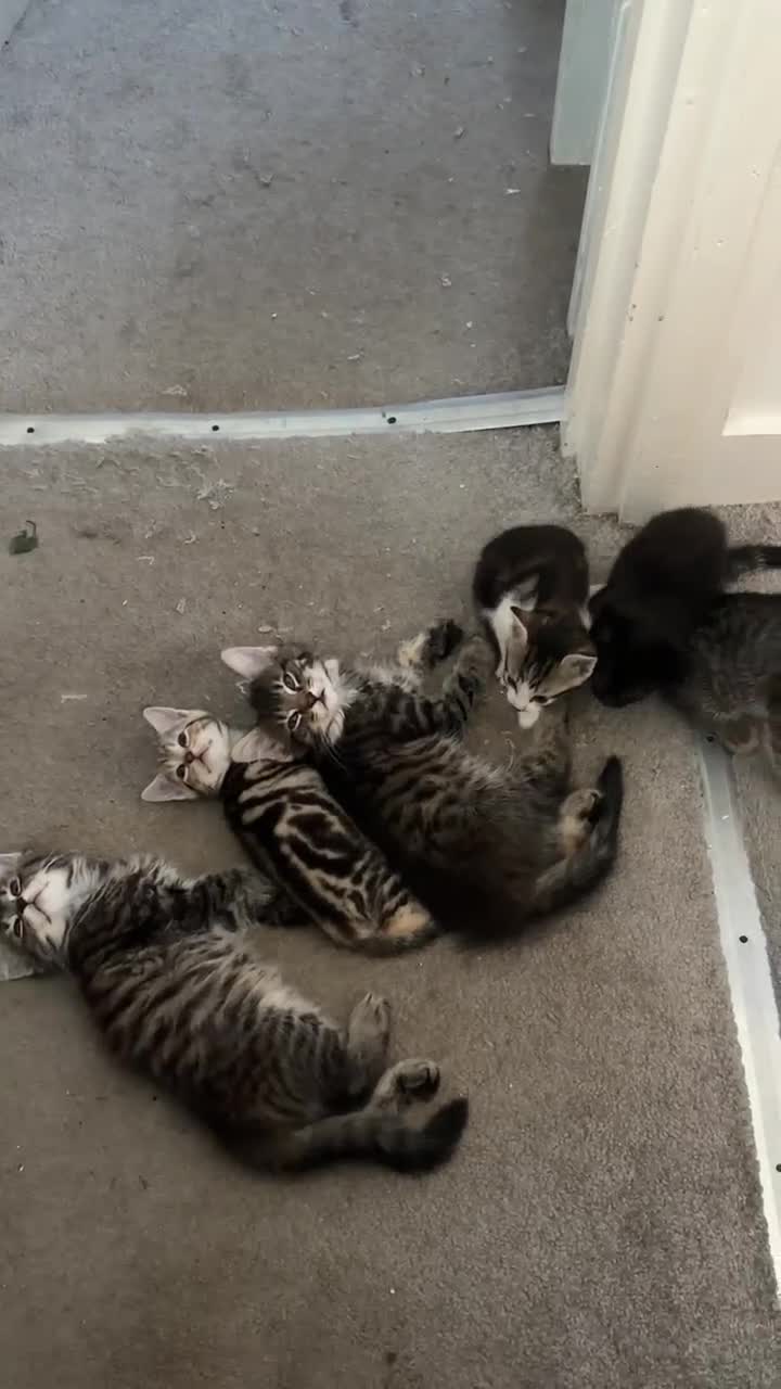 Mixed Breed cats for sale: Beautiful boys needing homes  - Video 1