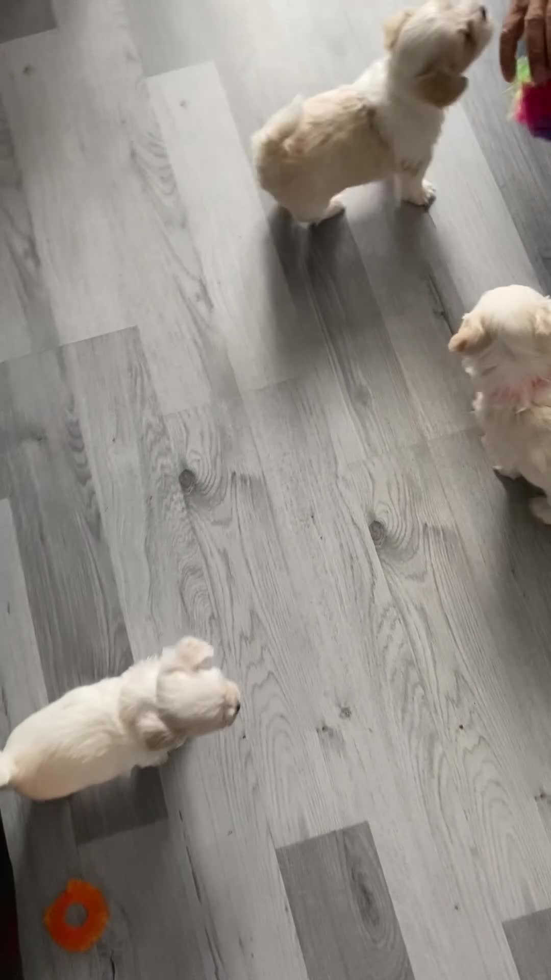 Mixed Breed dogs for sale: Mixed breed in Stone - Video 1