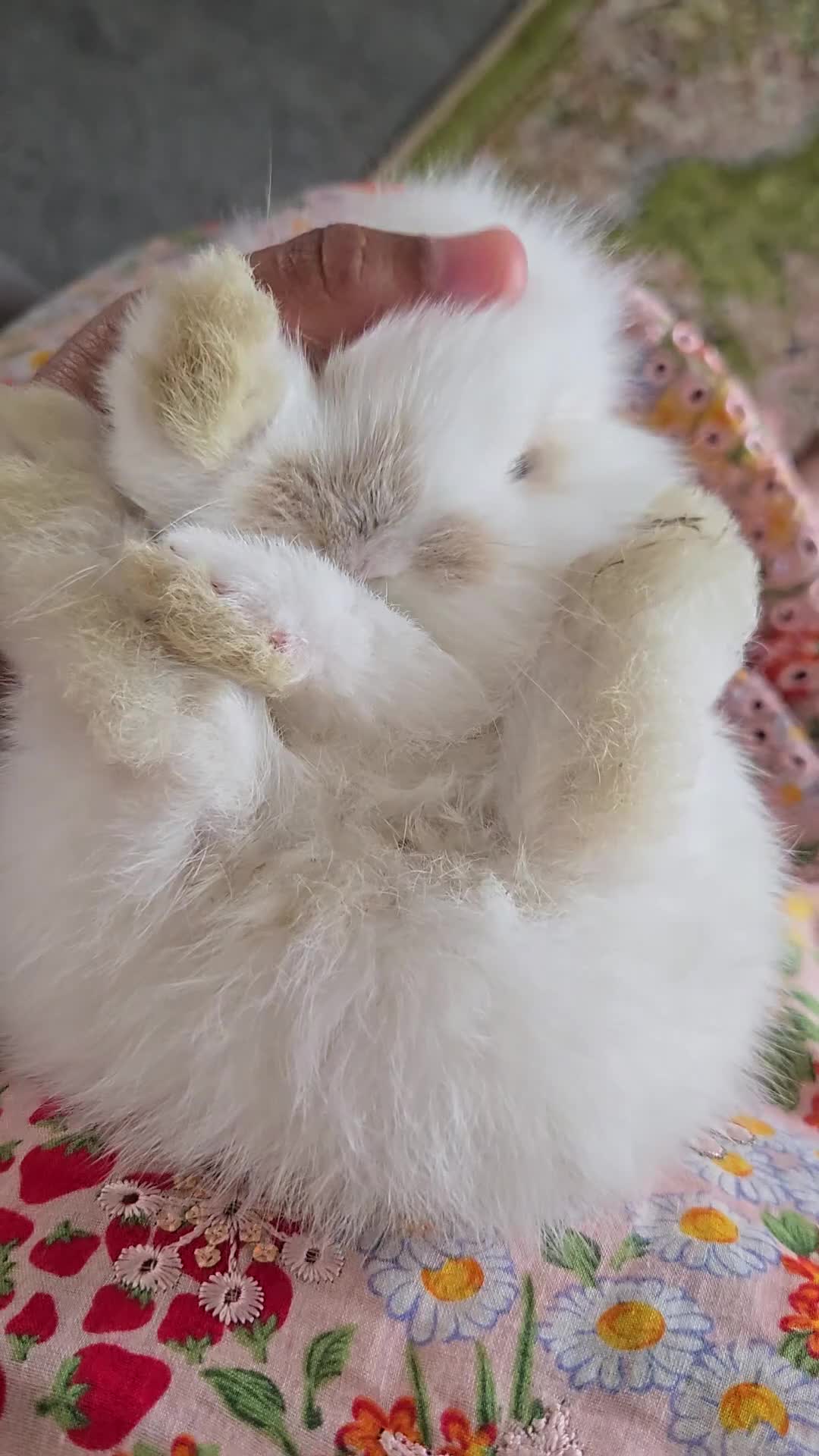 Mini Lion Lop rabbits for sale: Beautiful double maine lop sisters  - Video 3