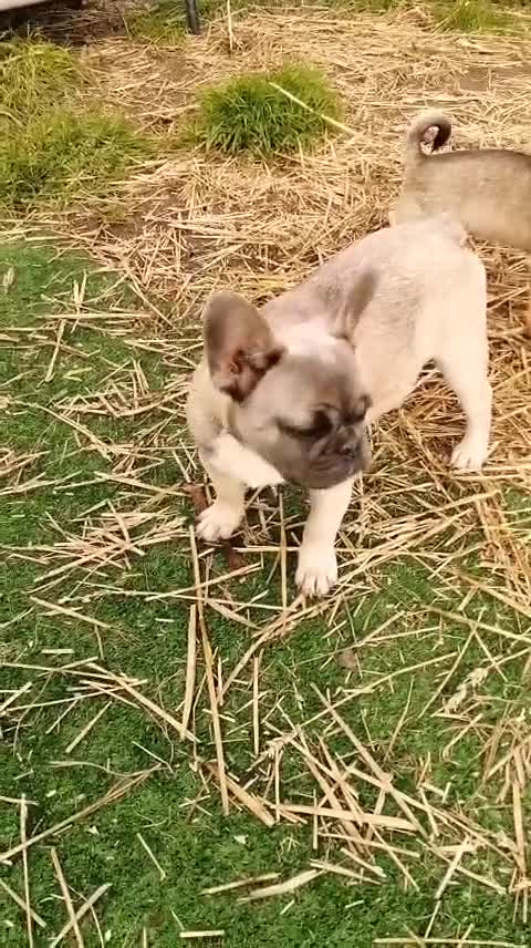 French Bulldog dogs for adoption: 💓🐶 MARGO, MISTY & MONTI💙 - Video 1