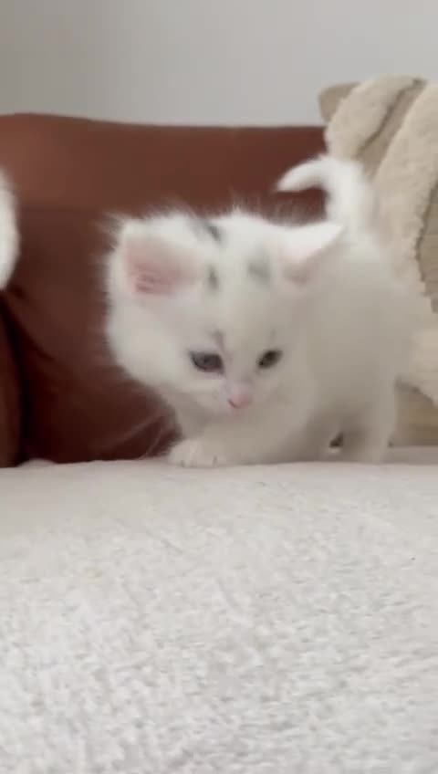 Turkish Angora cats for sale: 🐾 Two adorable kittens looking for a forever home in Hemel Hempstead - Video 1