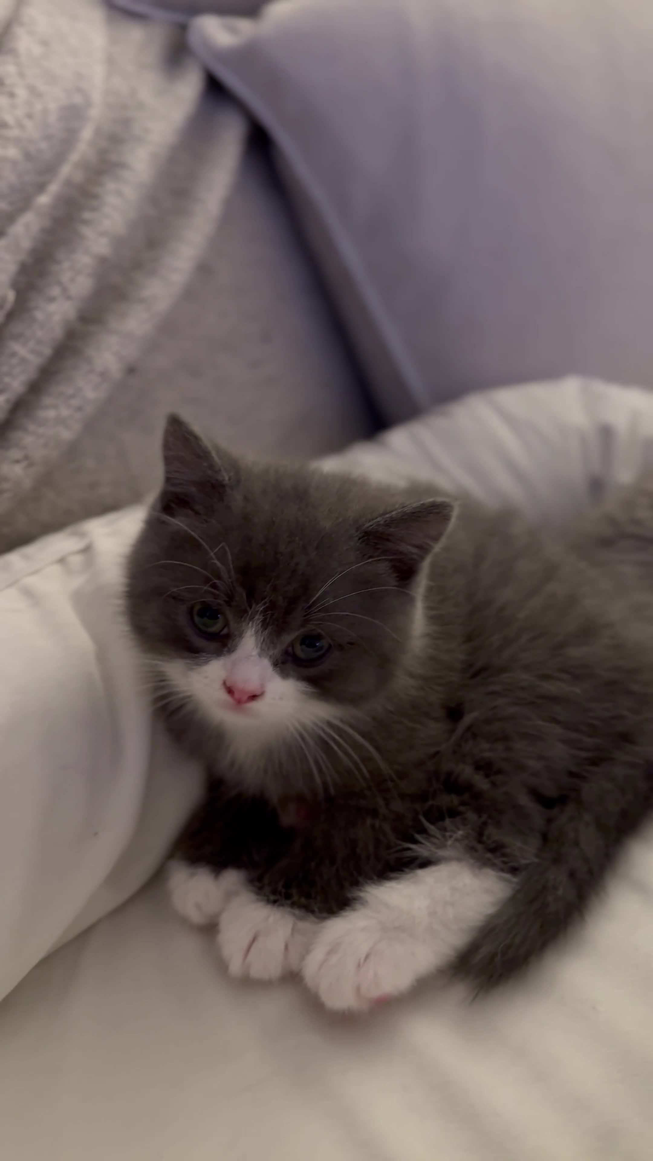 British Shorthair cats for sale: 3/4 BSH Cross Kittens - Video 1