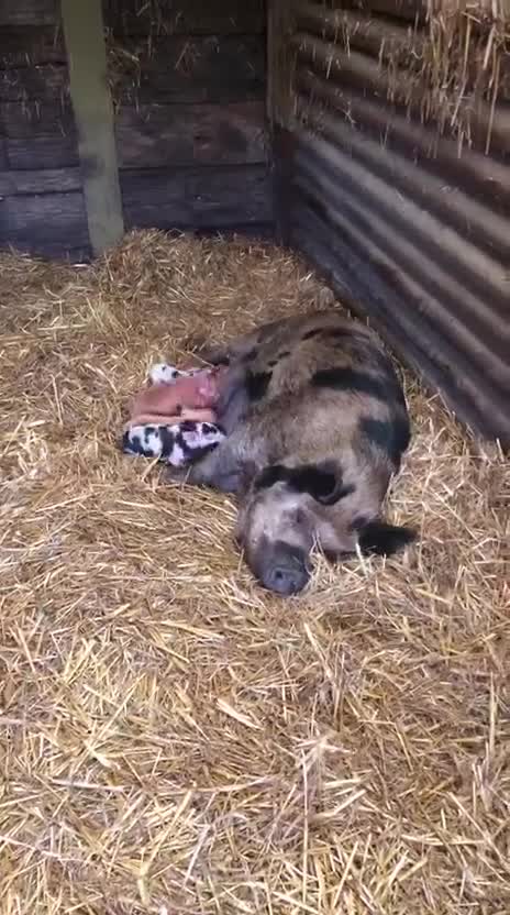 Pig livestock for sale: purebred Kune kune pigs - Video 1