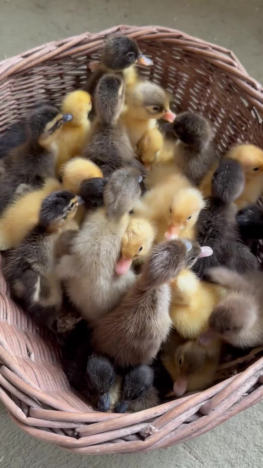 Ducks poultry for sale: Ducklings and starter sets  - Video 1