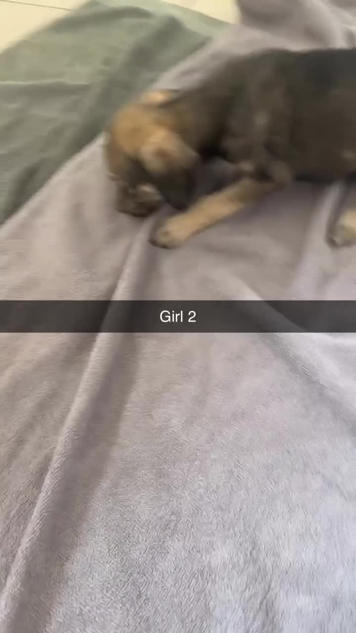 Mixed Breed dogs for sale: 5 saluki grayhound pups ready to go  - Video 1
