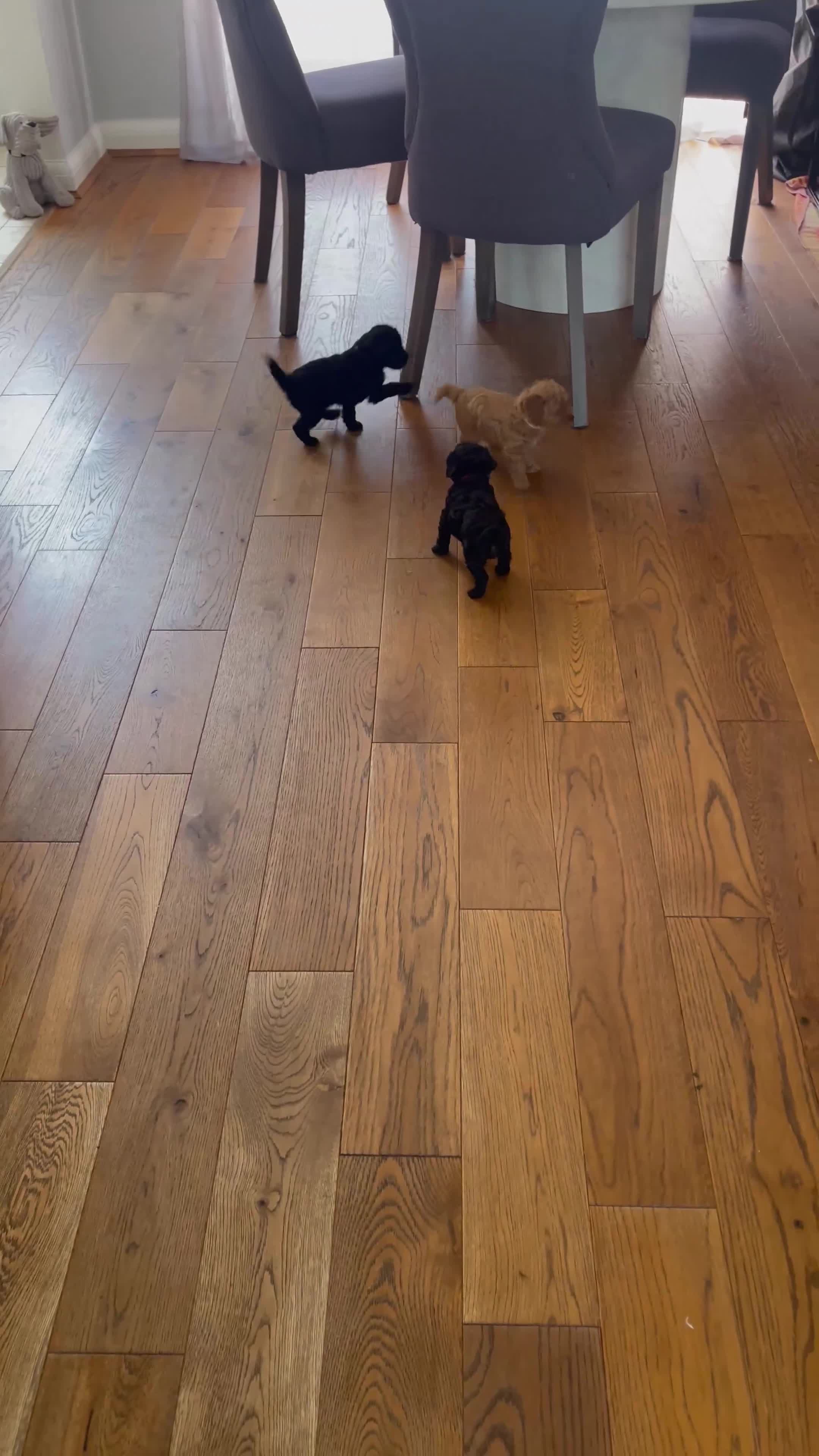 Maltipoo dogs for sale: Beautiful F1b Toy Maltipoo Puppies For Sale - Video 1