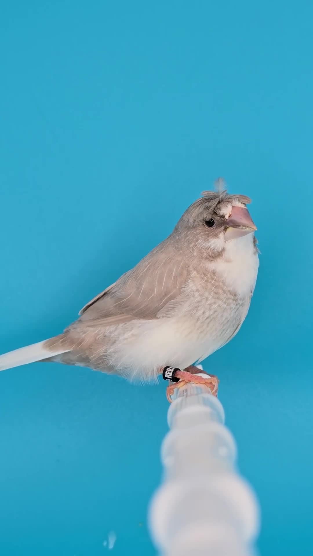 Finches birds for sale: Bengalese finches  - Video 1