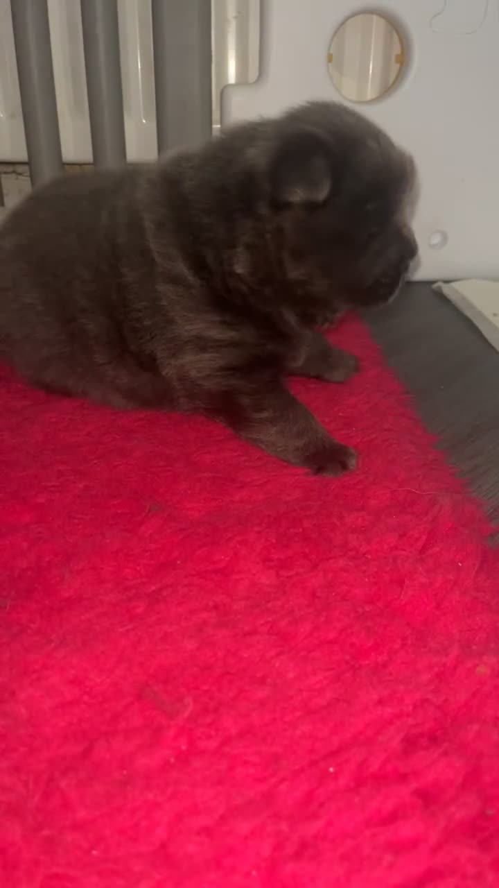Chow Chow dogs for sale: 2 chow chow puppies  - Video 3