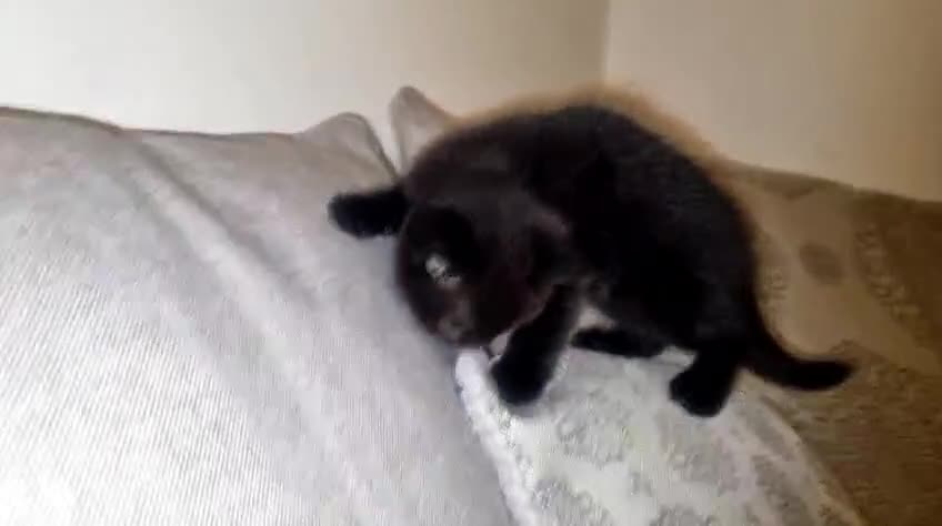 British Shorthair cats for sale: Beautiful BSH kittens in West London - Video 1
