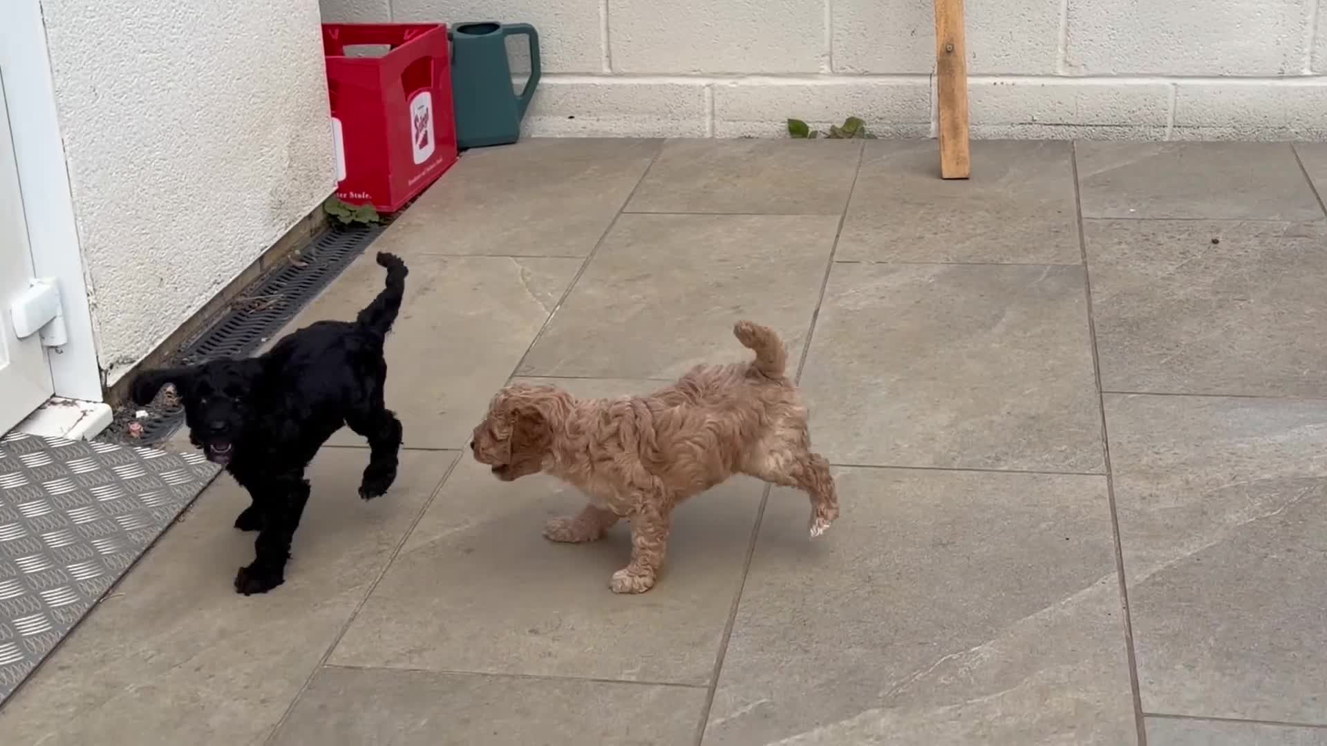 Cockapoo dogs for sale: Stunning Cockapoo Puppies — Homes for Life Only in Banbury - Video 1