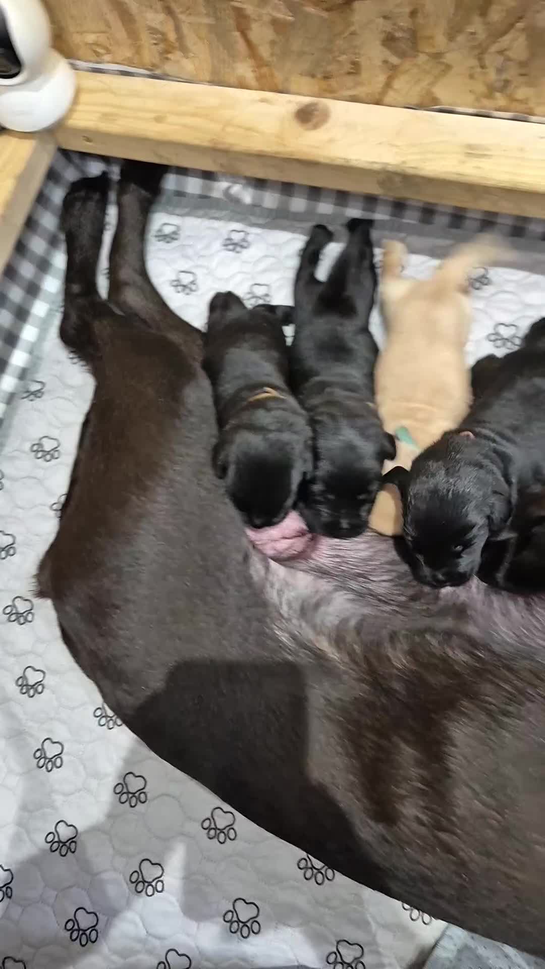 Labrador Retriever dogs for sale: 1 boy left! Kc registered labradors! - Video 1