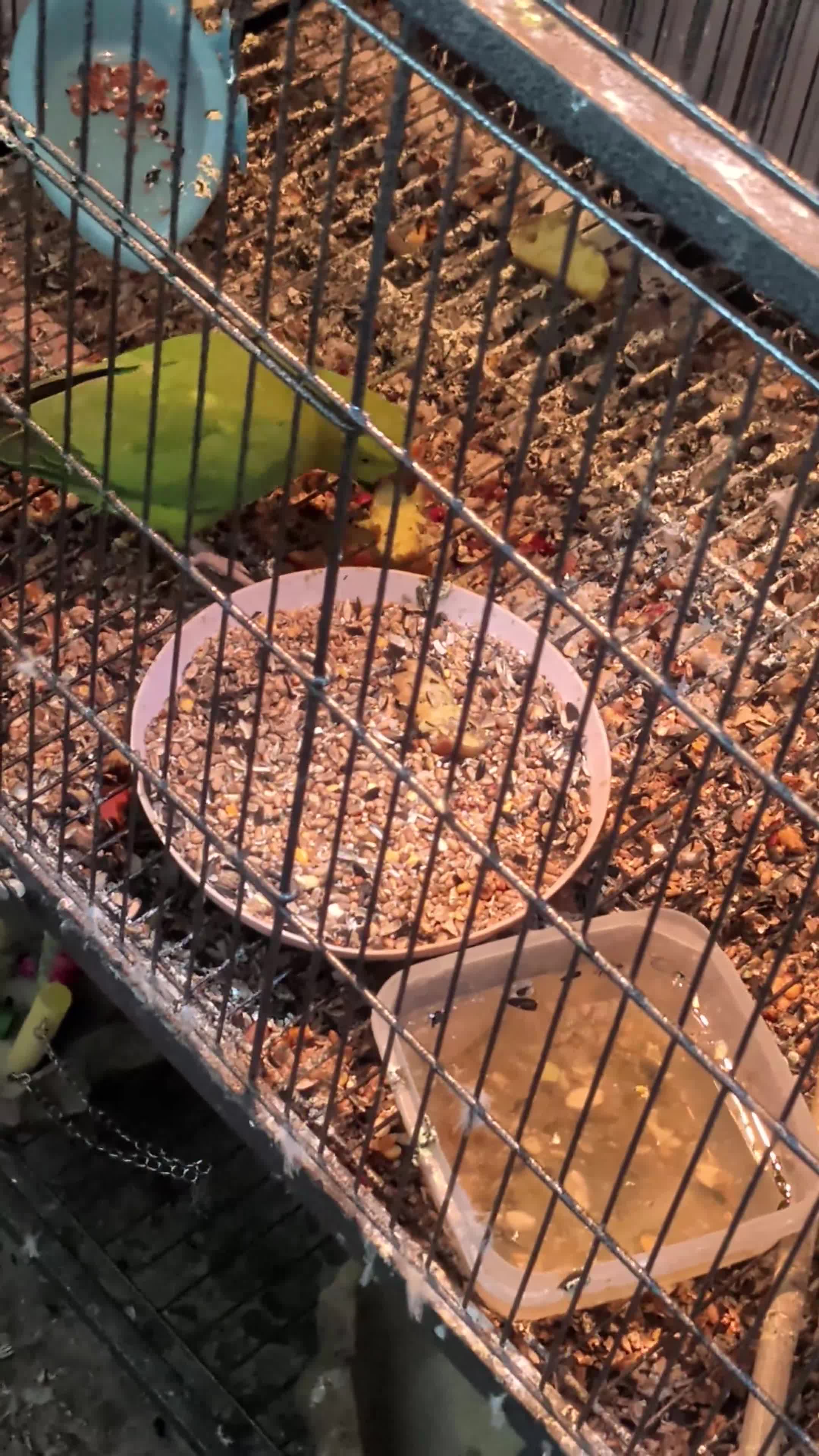 Ringnecks birds for sale: Ringneck Parrots Available!🦜🐦 - Video 1