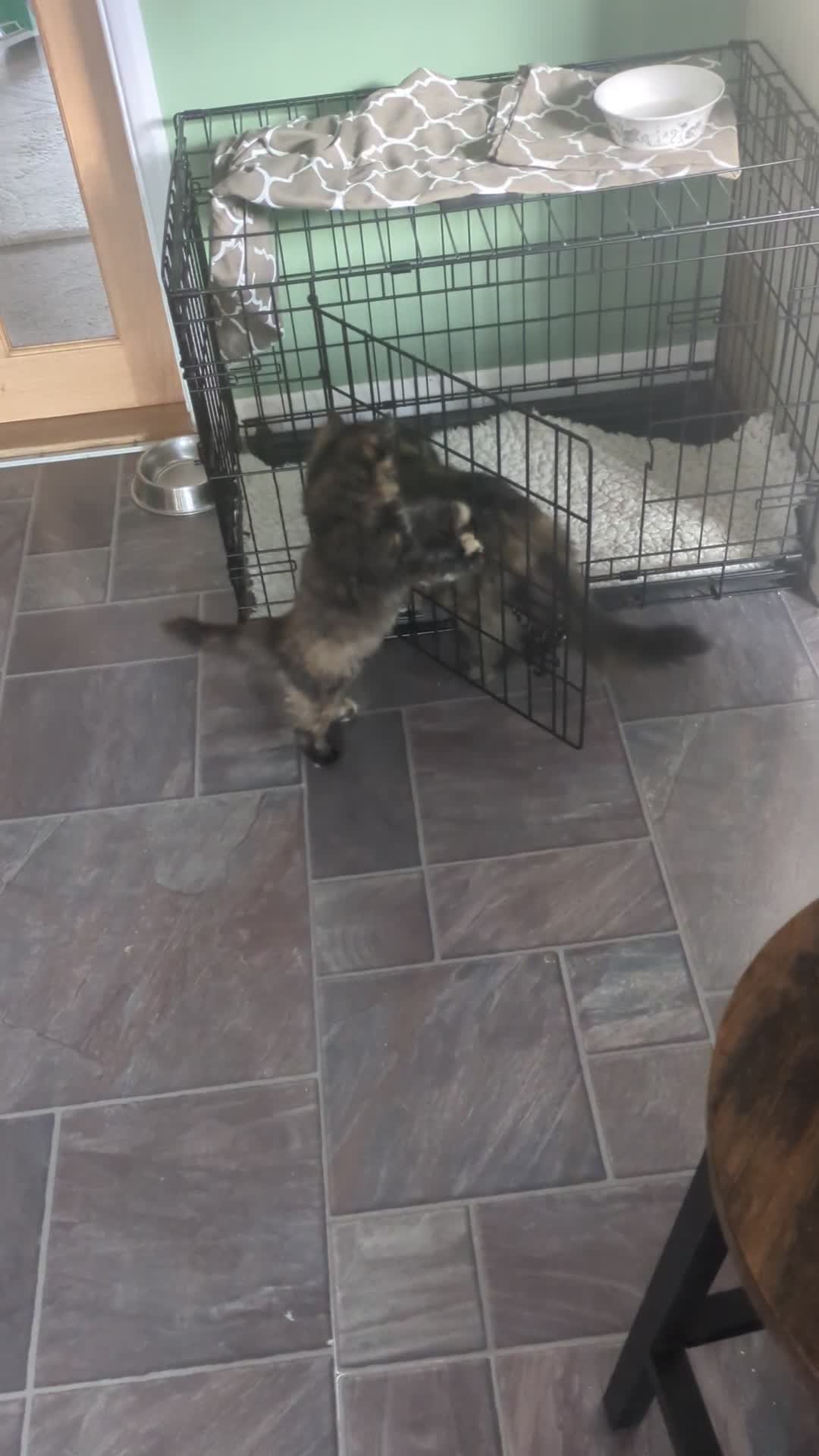 Mixed Breed cats for sale: Beautiful kittens - Video 1