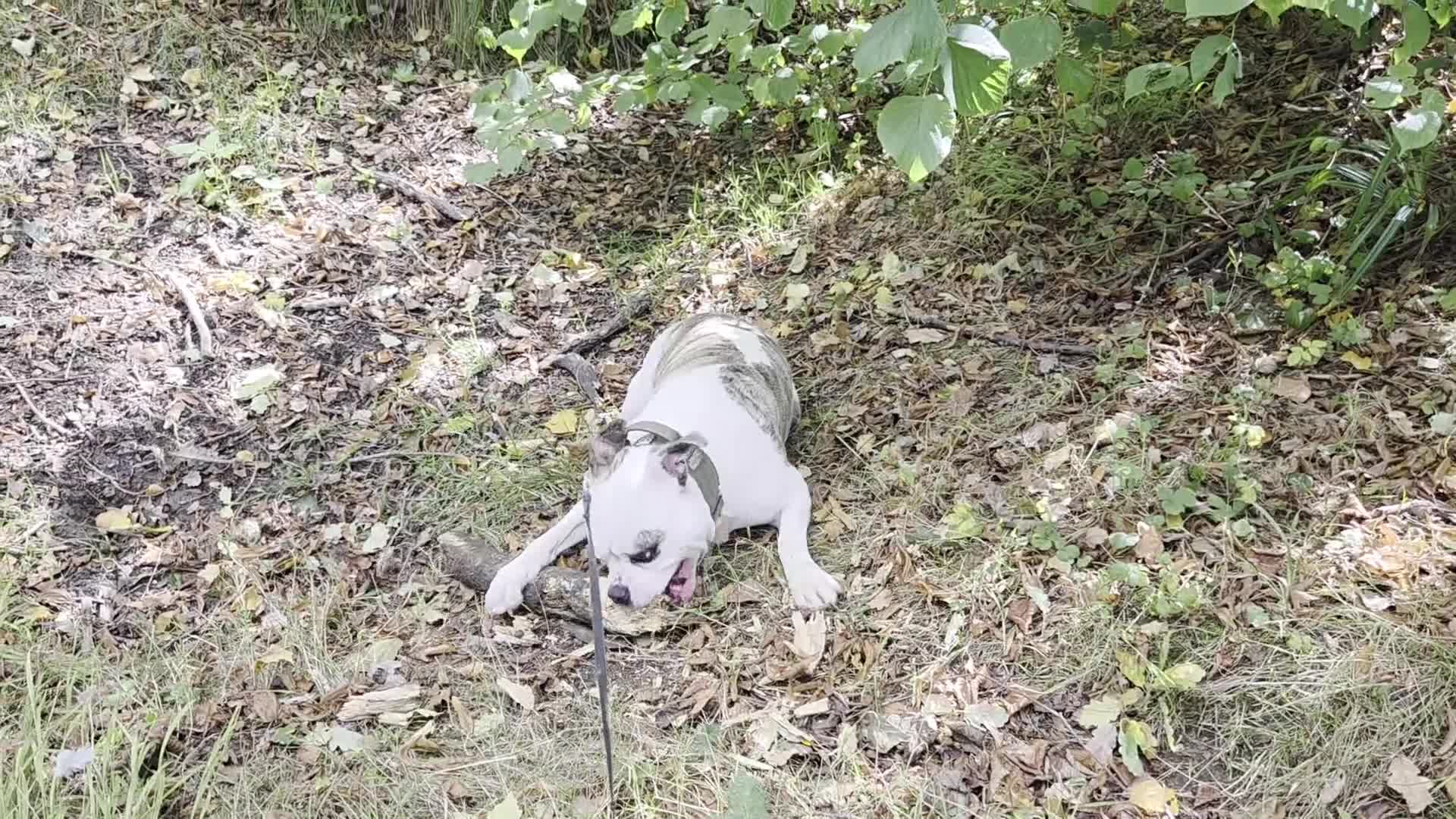 American Bulldog dogs for sale: Rescue Ozzy  - Video 2