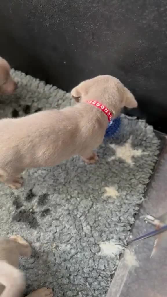 Labrador Retriever dogs for sale: KC Reg Labradors Fully Health Tested - Video 3