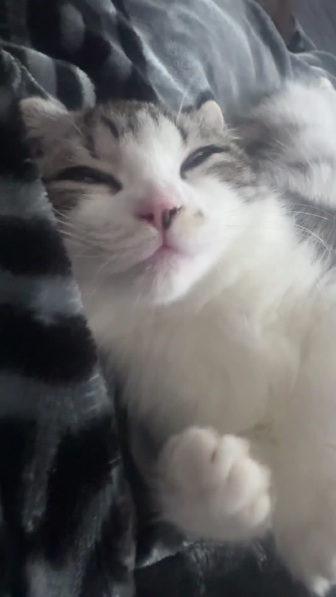 Scottish Fold cats for sale: Yamii - Video 1