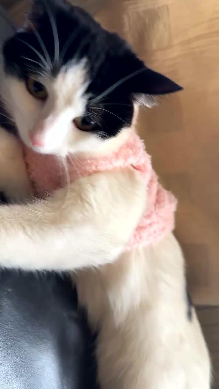 Domestic Shorthair cats for sale: Domestic shorthair 1 Year old female cat🐈🤍  - Video 1