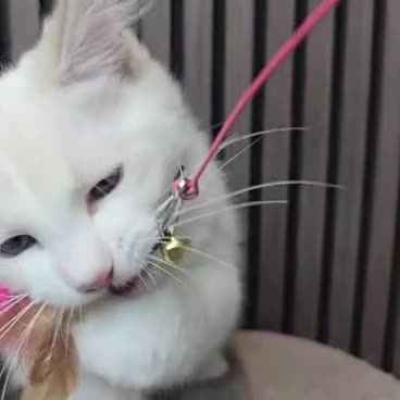 Ragdoll cats for sale: TICA Registered Pedigree Ragdoll Kittens - Video 1