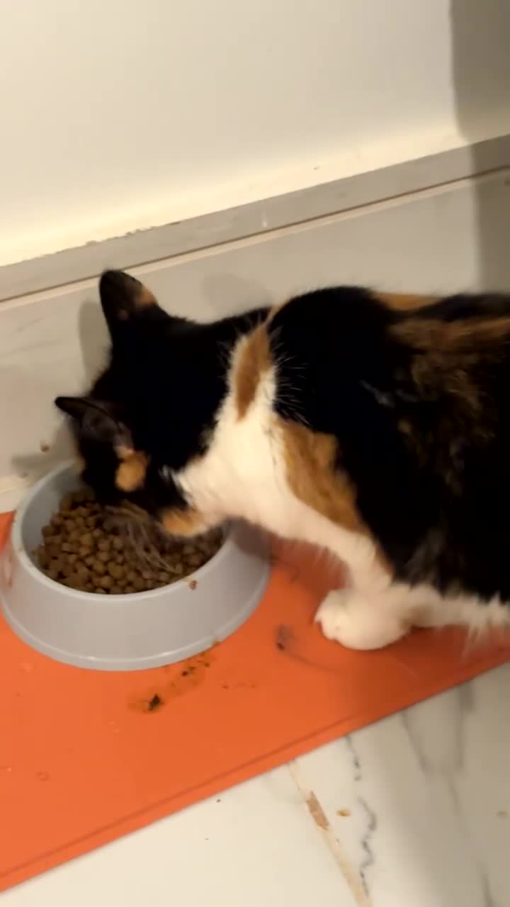 Scottish Fold cats for sale: Scottish fold 2 boys left. 💙 - Video 1