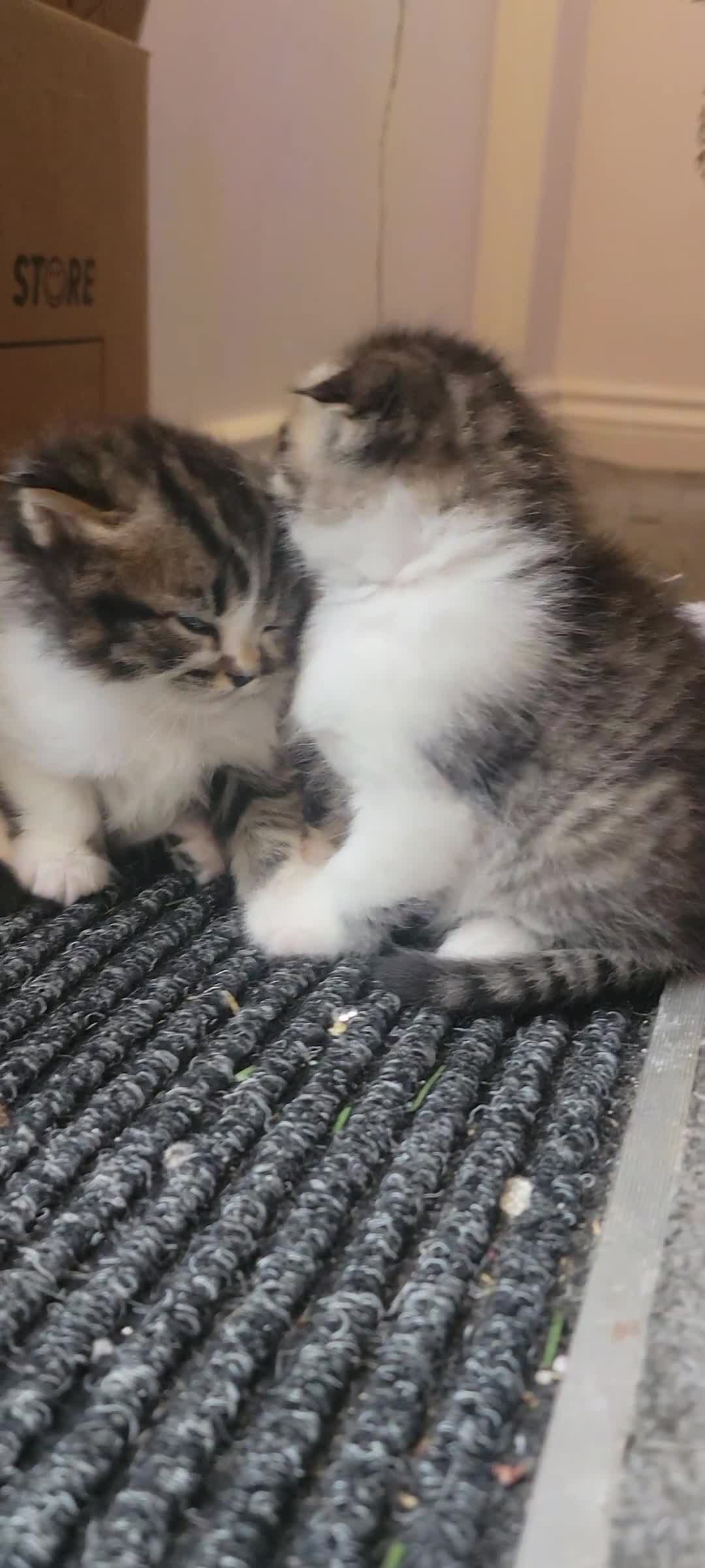 Scottish Fold cats for sale: Scottish fold - Video 1