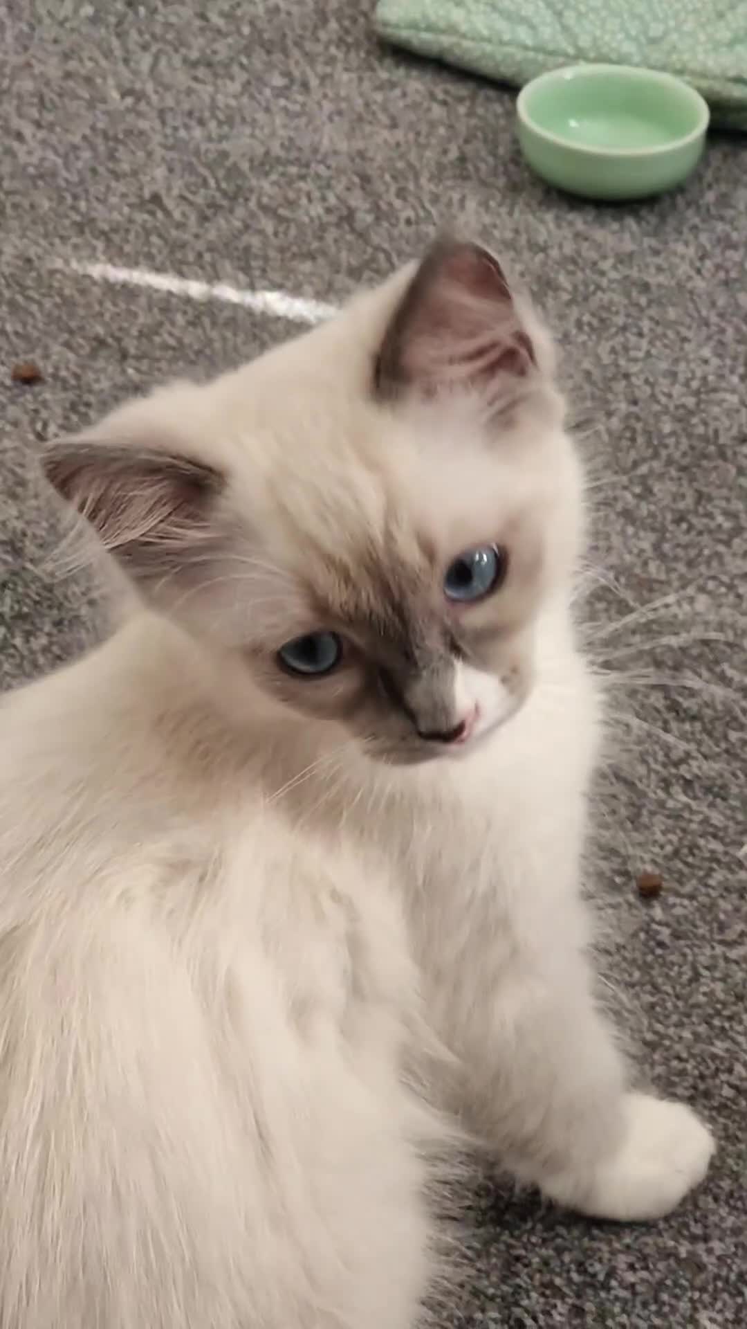 Ragdoll cats for sale: Meet Simon – the last of our Ragdoll trio - Video 1