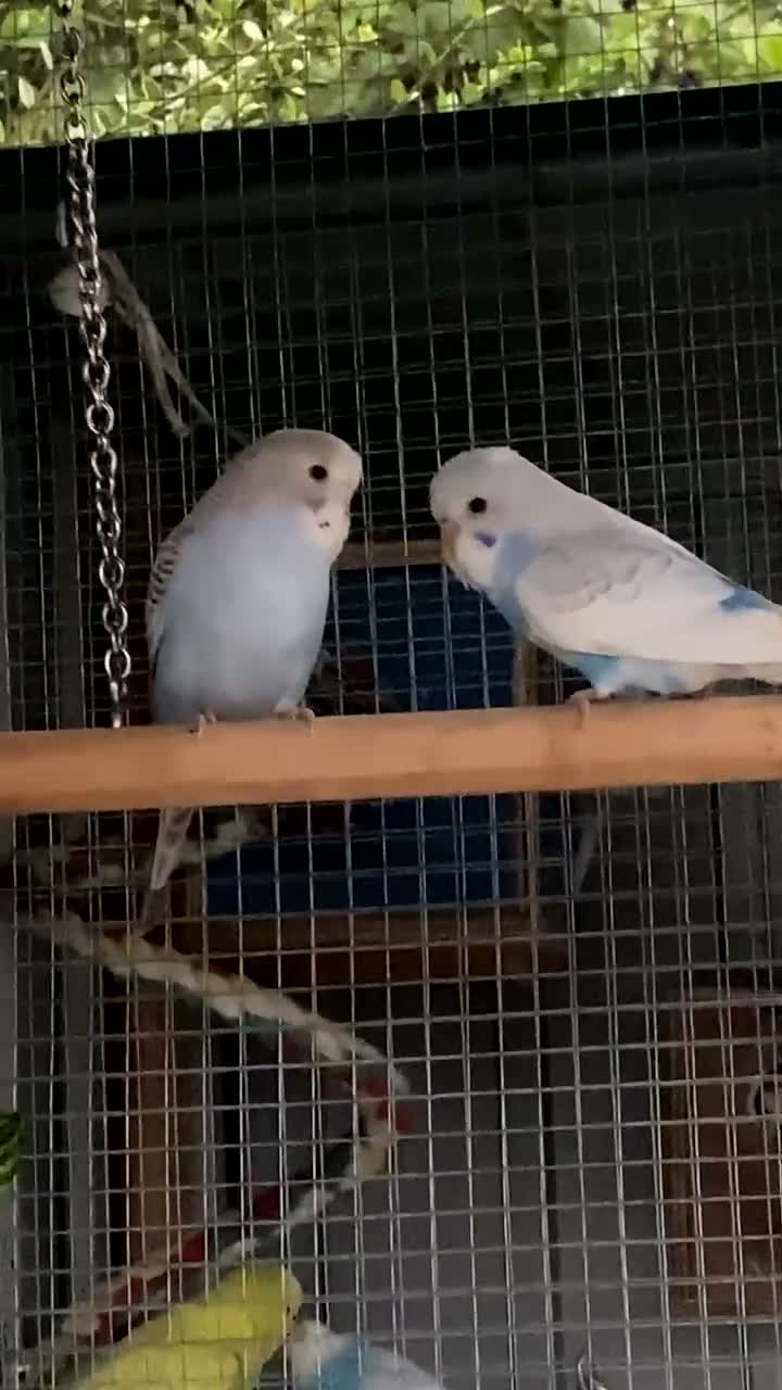 Budgerigars birds for sale: Baby budgies for sale - Video 1