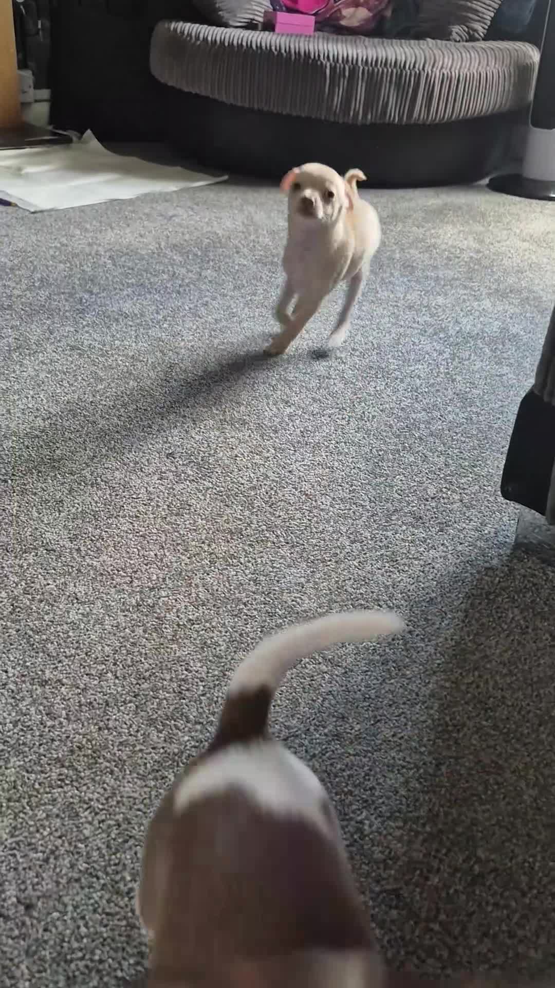 Chihuahua dogs for sale: 2 girl chihuahua left ready 10th August  - Video 1