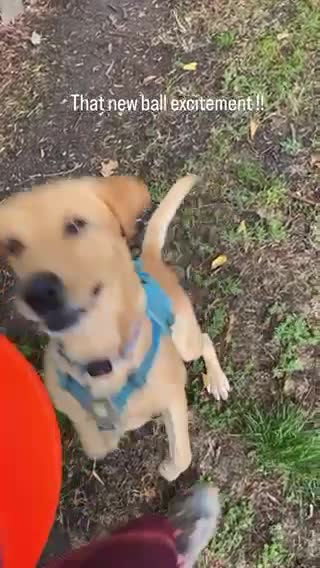 Labrador Retriever dogs for stud: Proven Fox Red / Golden working Labrador for stud in Sleaford - Video 3