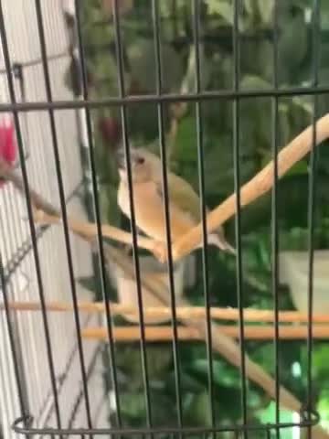 Finches birds for sale: Gouldian finches in Bristol - Video 1