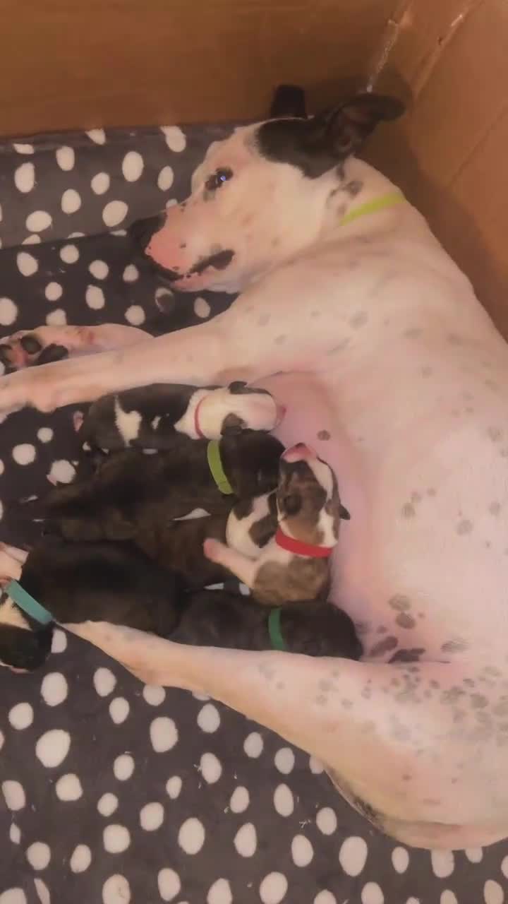 Mixed Breed dogs for sale: Gorgeous Staffordshire bull terrier pups  - Video 1