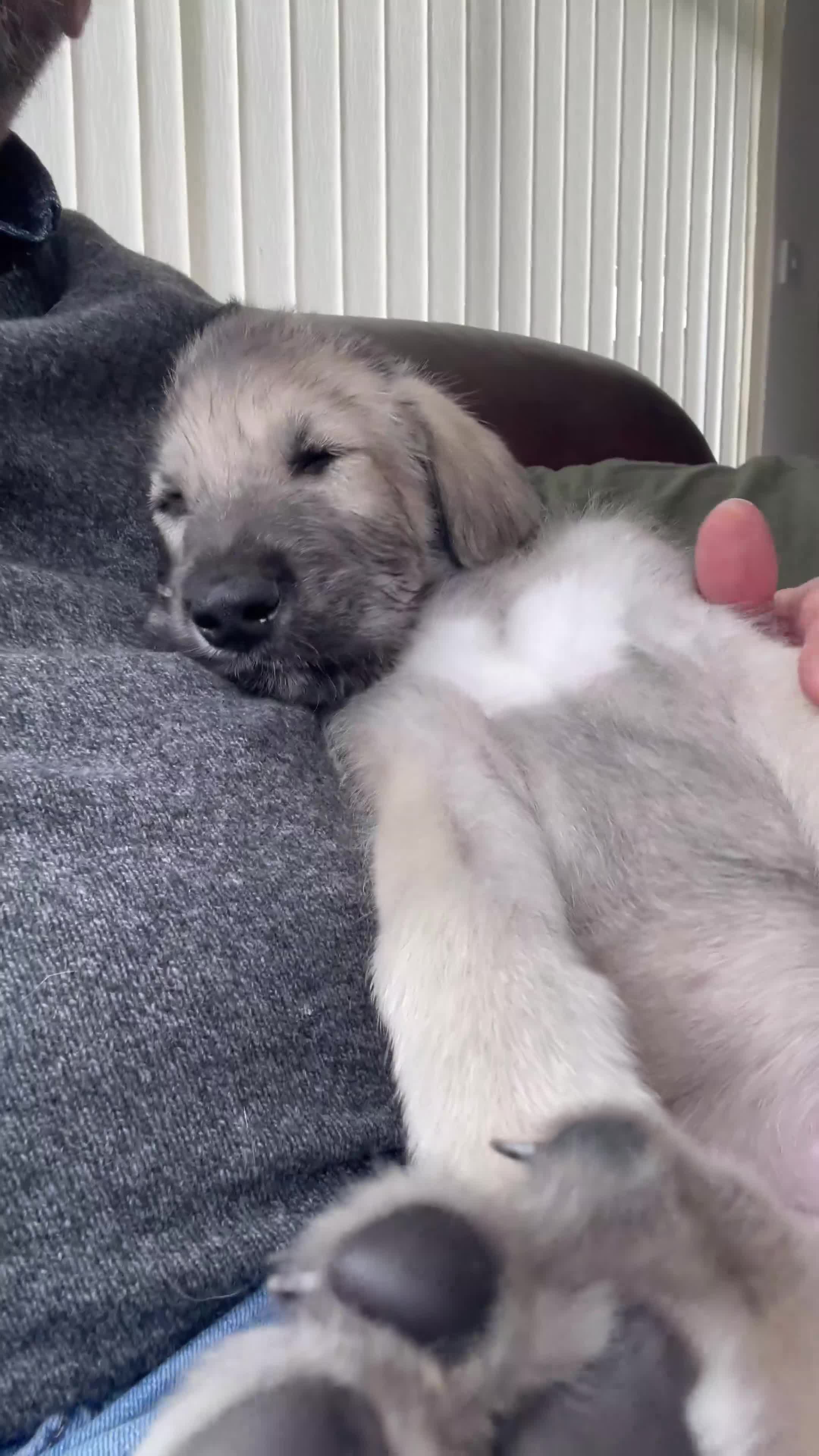 Irish Wolfhound dogs for sale: Beautiful Irish wolfhound puppies  - Video 1