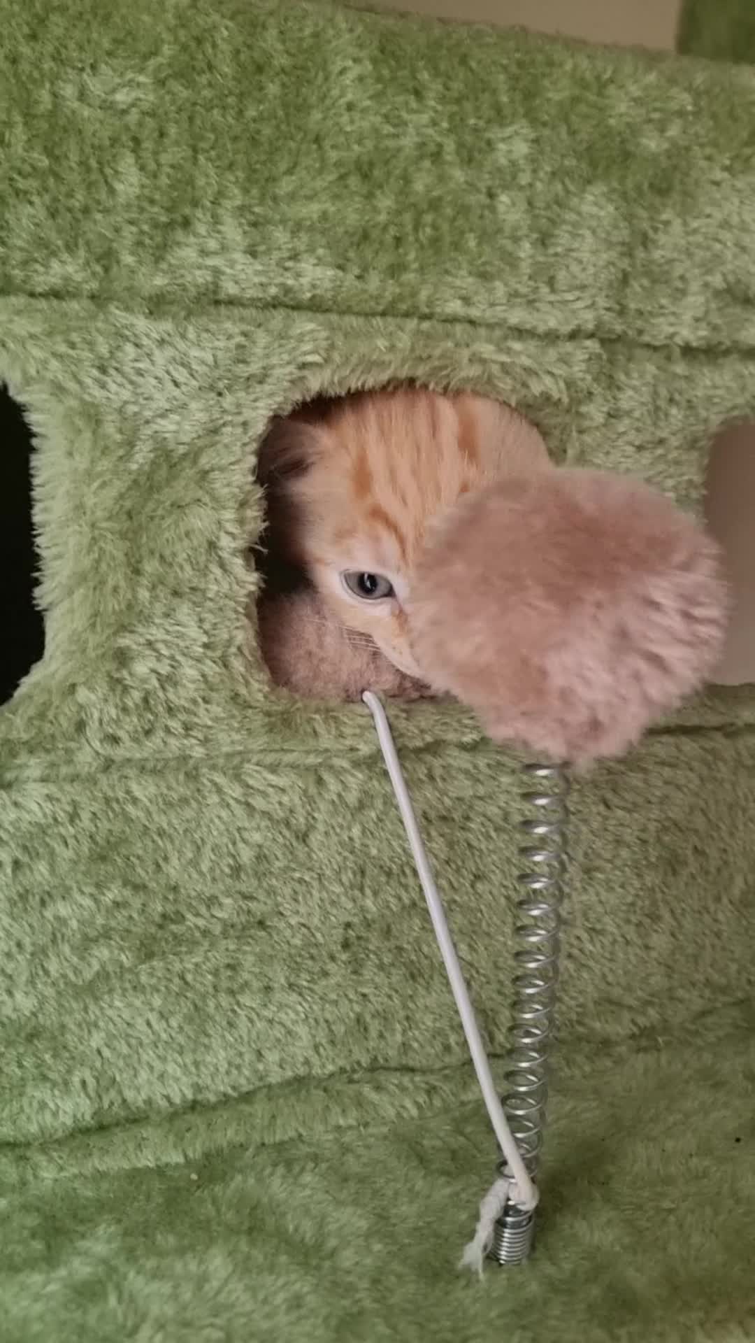 Mixed Breed cats for sale: Little best friends - Video 2