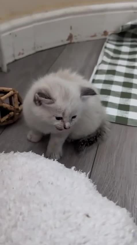 European cats for sale: 5 Beautiful  Kittens Looking for Forever Homes! - Video 4