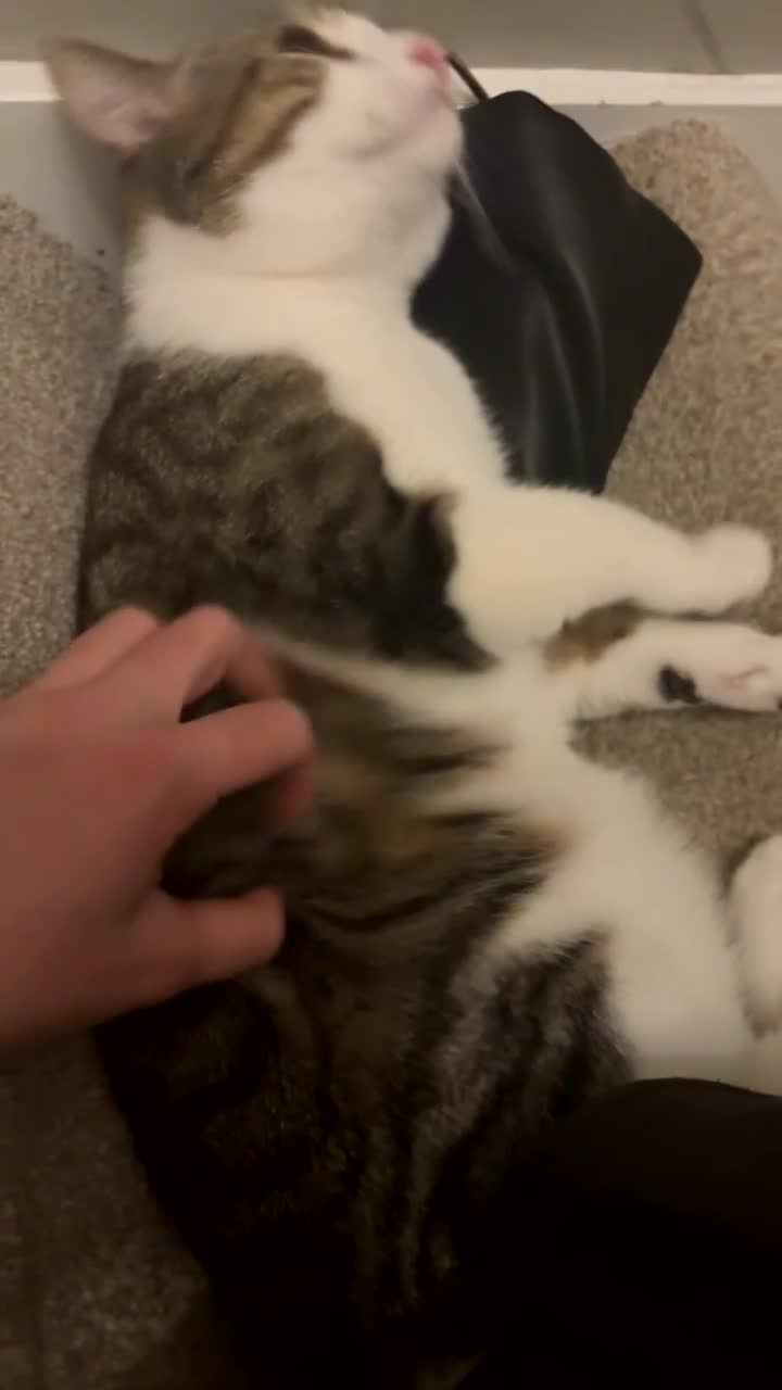 Mixed Breed cats for sale: 1 year old Male Cat in Morecambe - Video 1