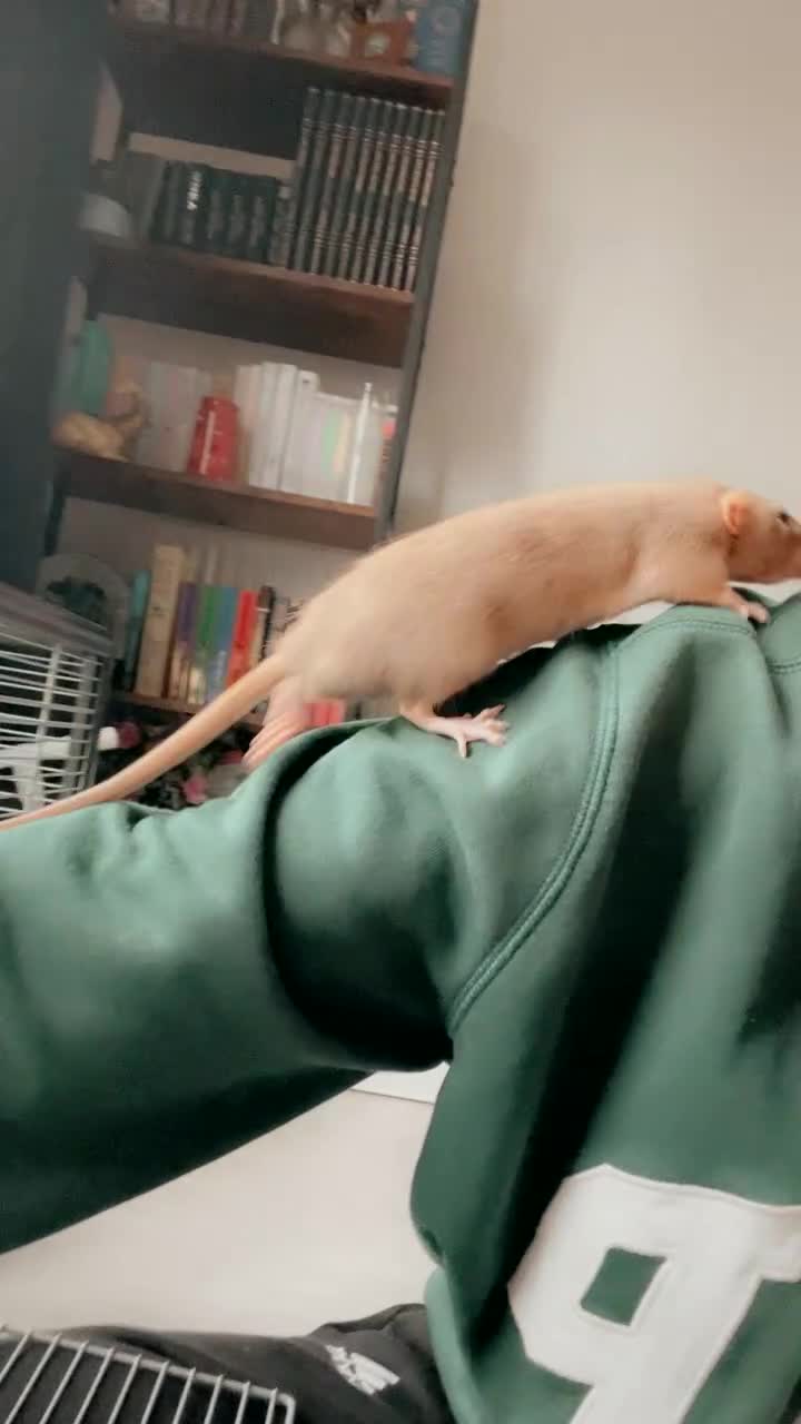 Rat rodents for sale: Male rats  - Video 2