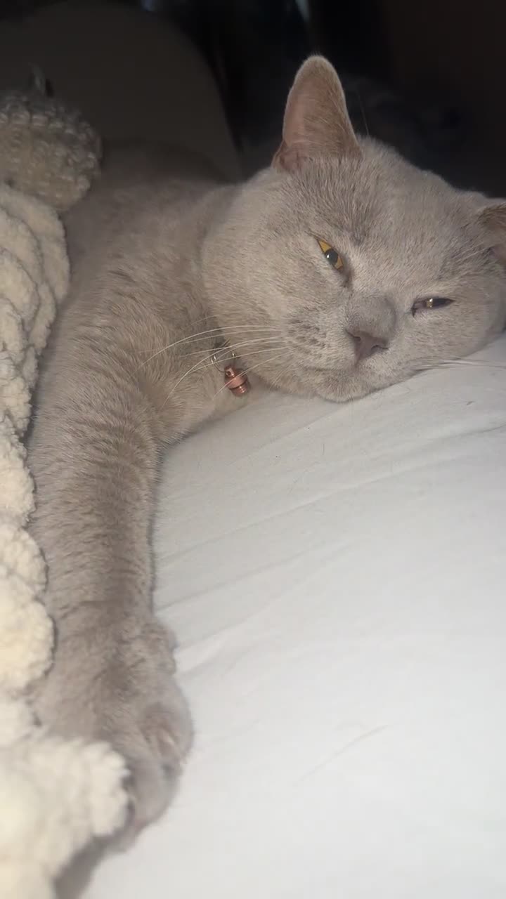 British Shorthair cats for sale: British blue x ragdolls  - Video 1