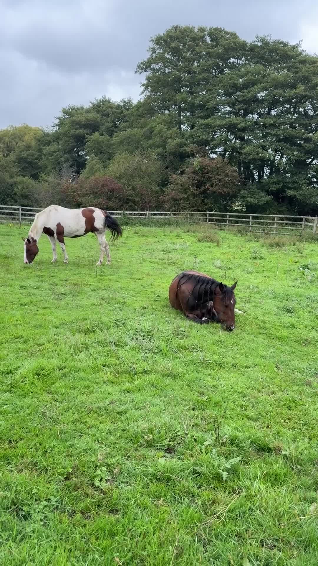 American Standardbred horses for sale: Dallas 14.2hh American Standardbred Gelding 9yo - Video 1