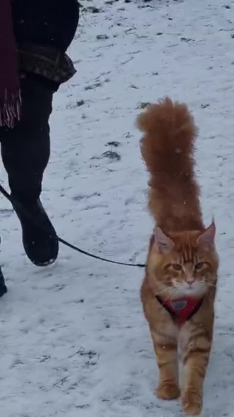 Maine Coon cats for stud: Tica Registered Stud available for stud services  - Video 3