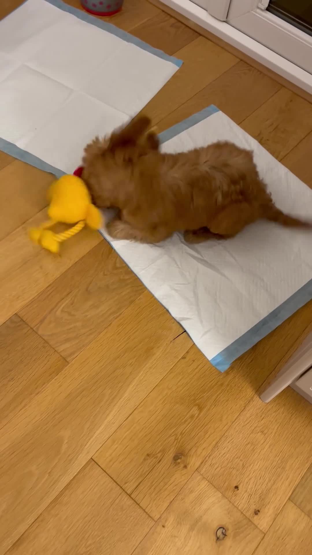 Cockapoo dogs for sale: Cockapoo puppy male - Video 1