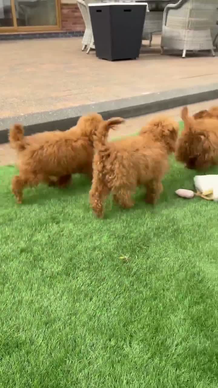 Toy Poodle dogs for sale: Toy poodle puppies - Video 1