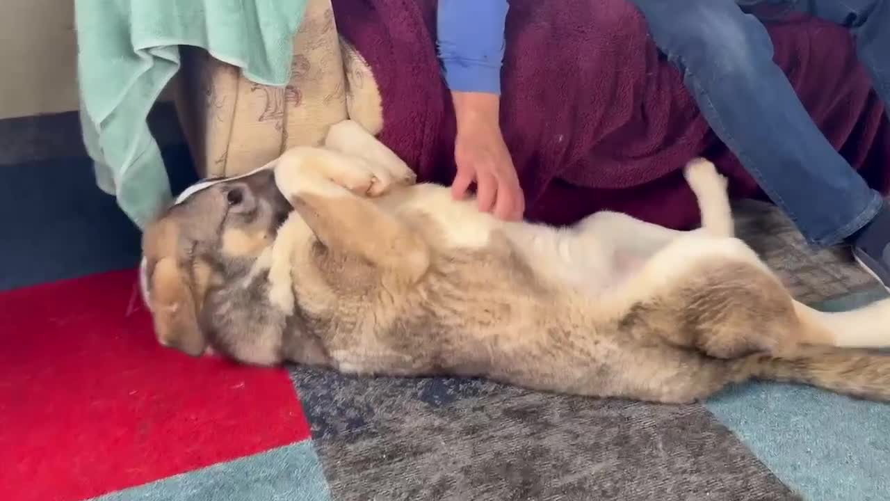 Mixed Breed dogs for adoption: FLORIAN - THE BFG PUPPY - Video 2