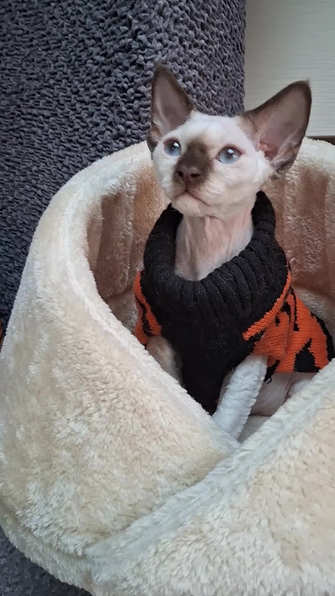 Devon Rex cats for sale: Nico boy with blue eyes - Video 1