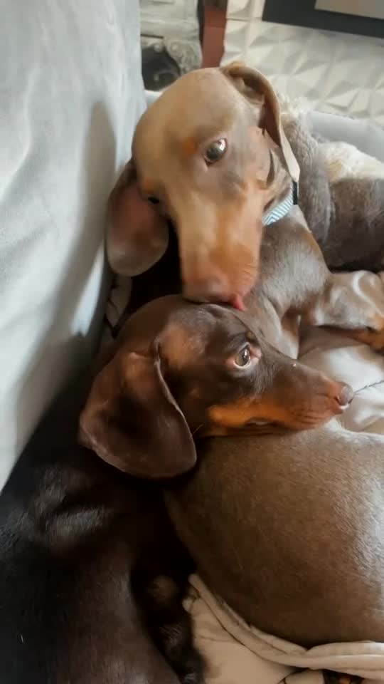 Miniature Dachshund dogs for sale: 🌟🌟Beautiful tan/fawn miniature dachshund🌟 🌟 - Video 1