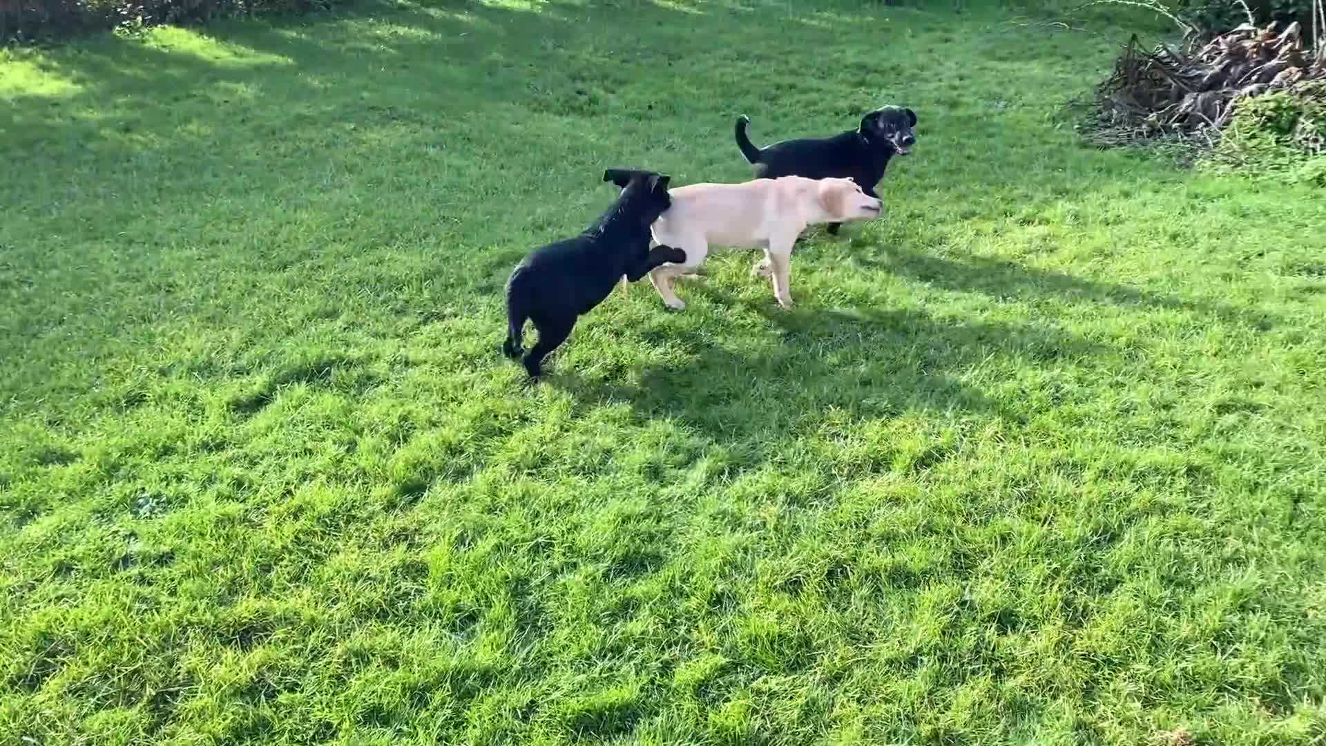 Labrador Retriever dogs for sale: Beautiful KC Reg Labrador puppies - Video 3