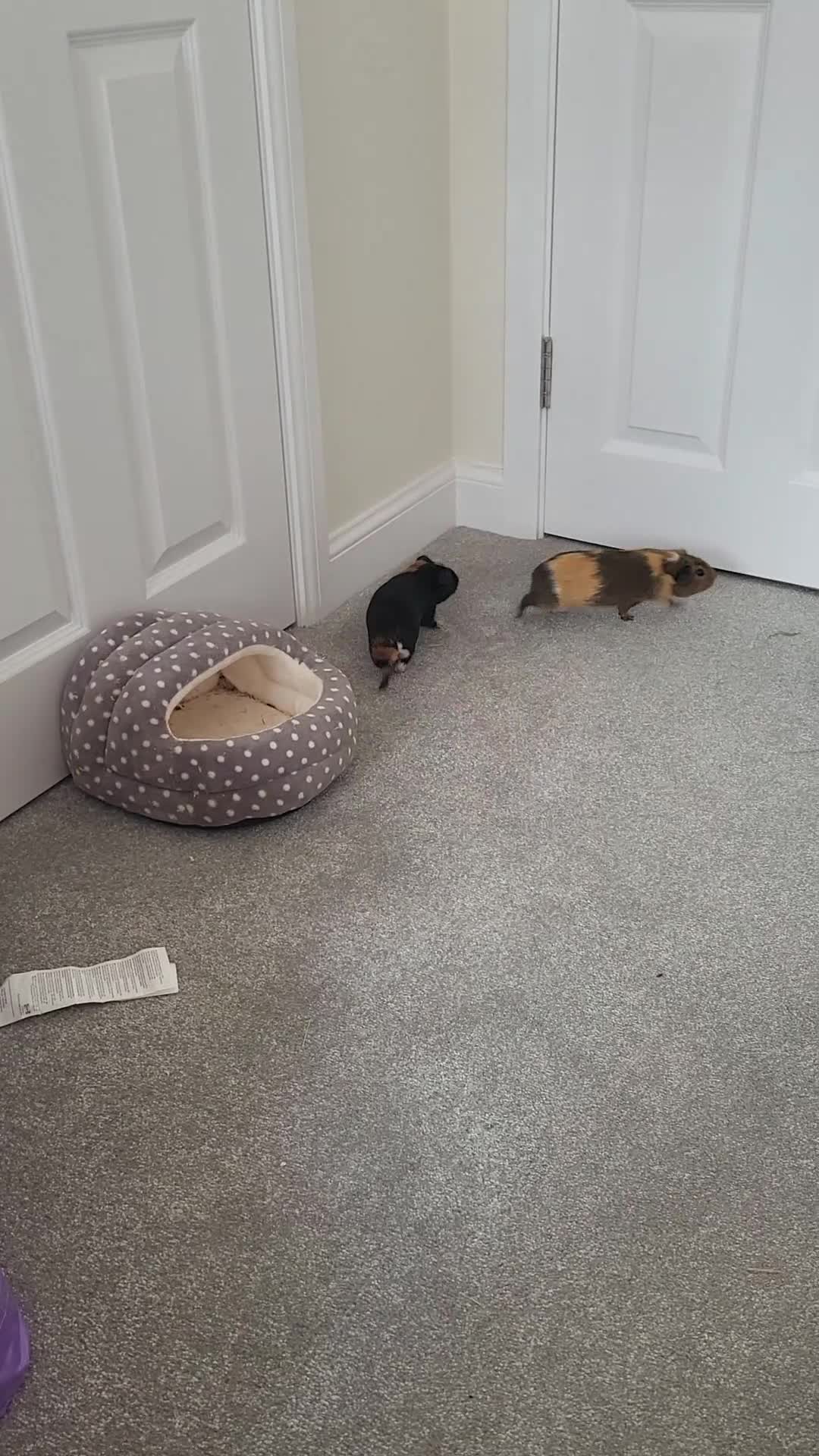 Guinea Pig rodents for sale: 2 Male Guinea Pigs looking for a loving home - Video 1