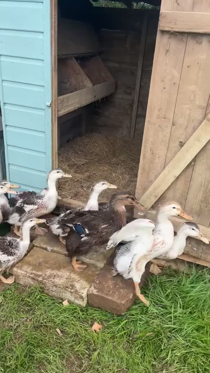 Ducks poultry for sale: Silver Appleyard drakes - Video 1